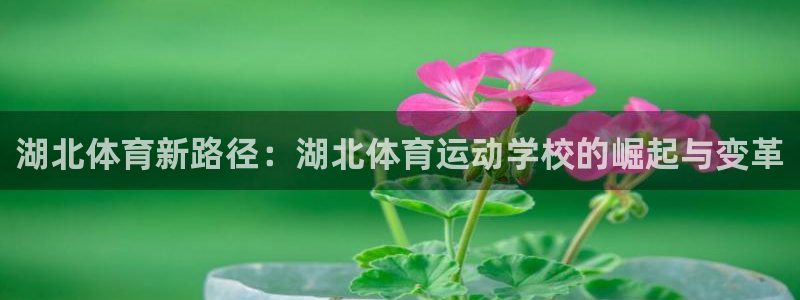 3377体育官网下载是干嘛的公司：湖北体育新路径：湖